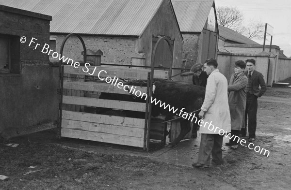 WEIGHING THE COW POST
